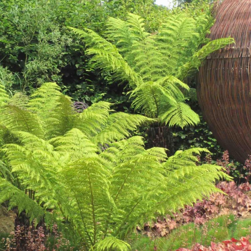 Partarankasaniainen - Dicksonia antarctica