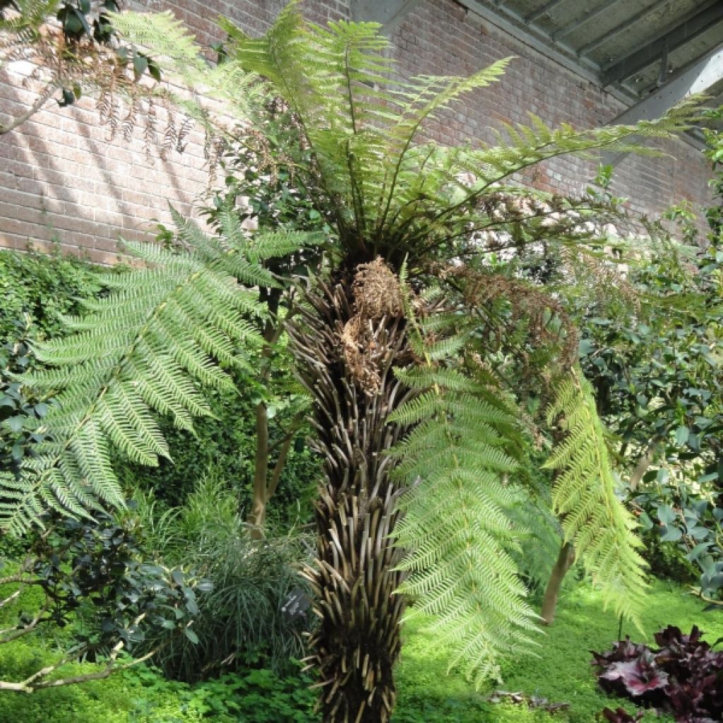 Dicksonia fibrosa