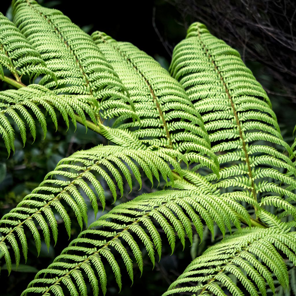 Dicksonia squarrosa