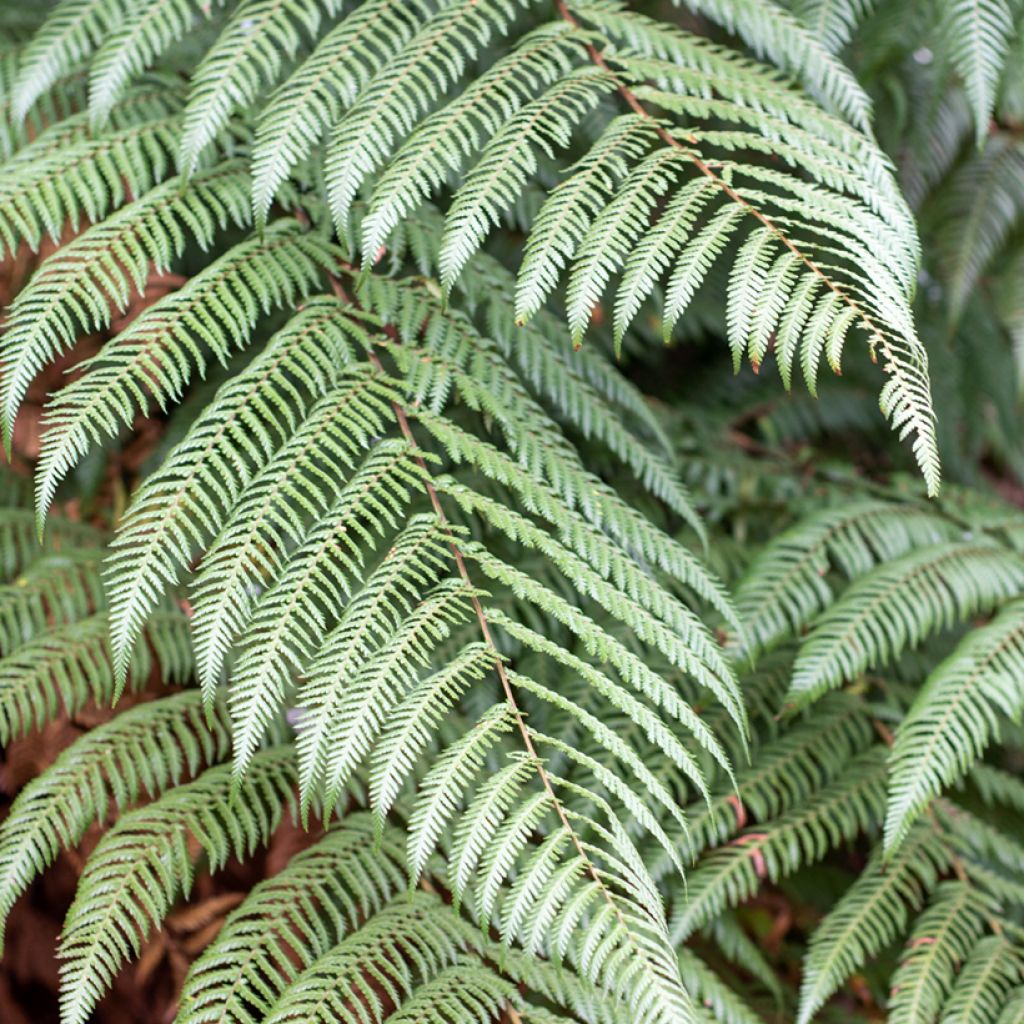 Dicksonia squarrosa