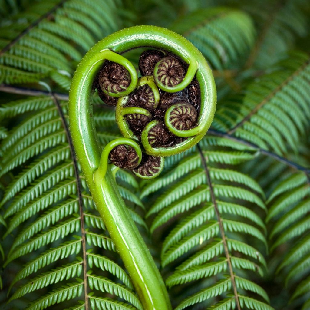 Dicksonia squarrosa