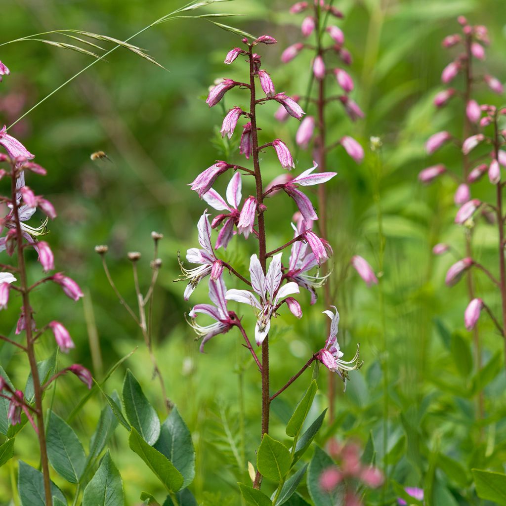 Mooseksenpalavapensas - Dictamnus albus