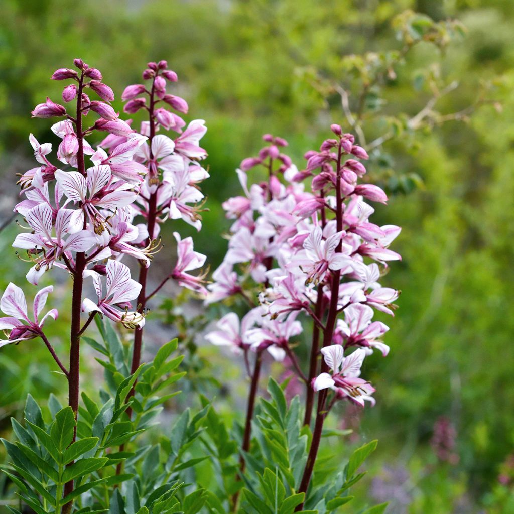 Mooseksenpalavapensas - Dictamnus albus