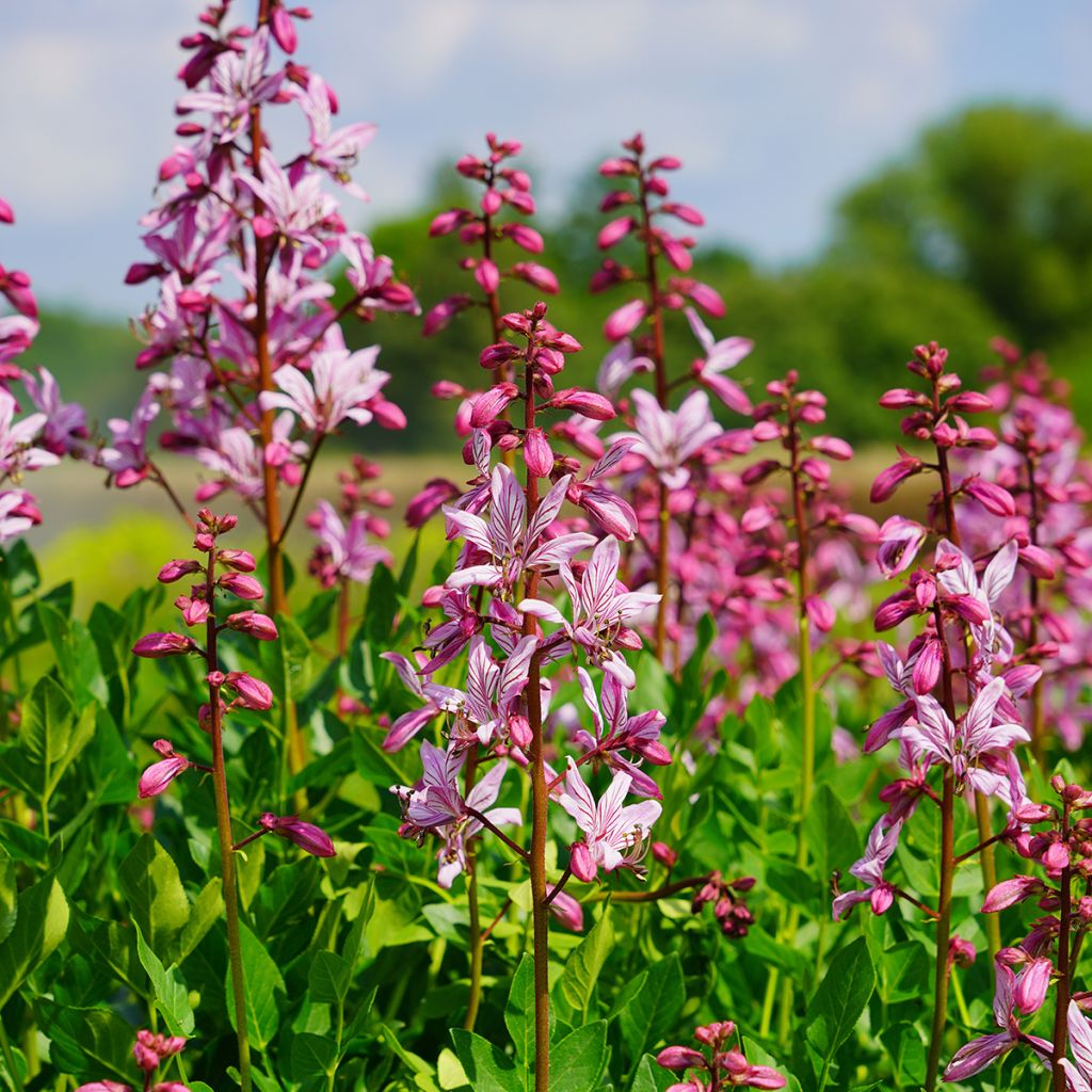 Dictamnus albus var. purpureus