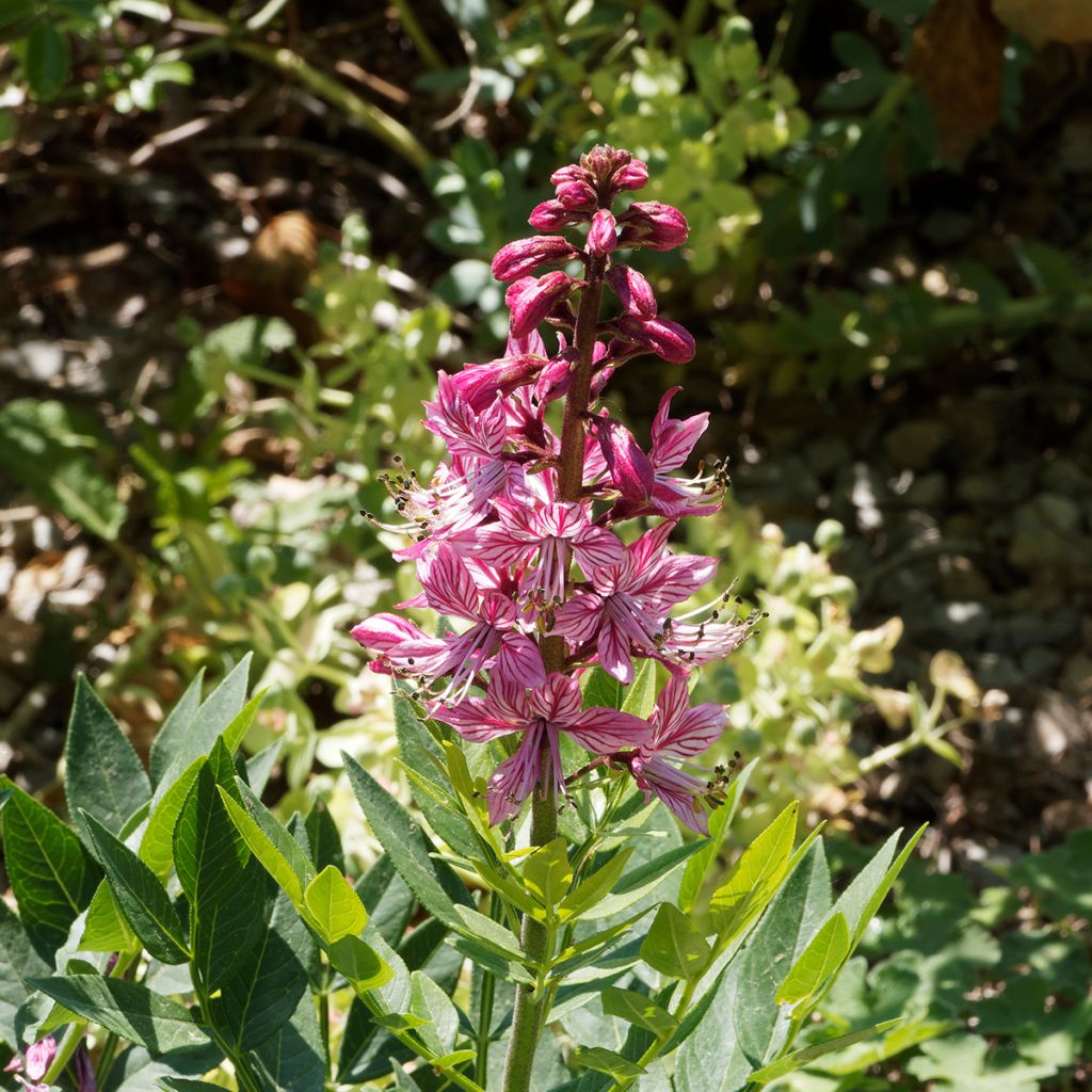 Dictamnus albus var. purpureus