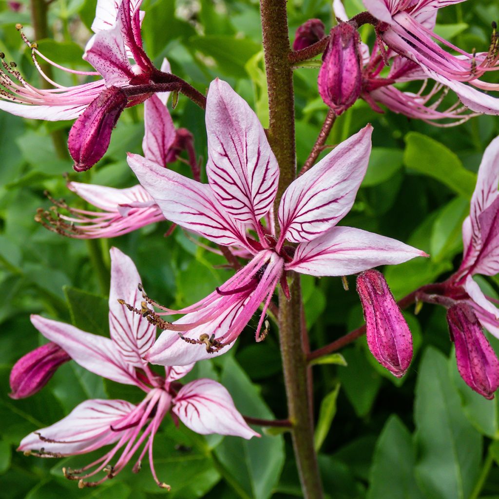 Dictamnus albus var. purpureus