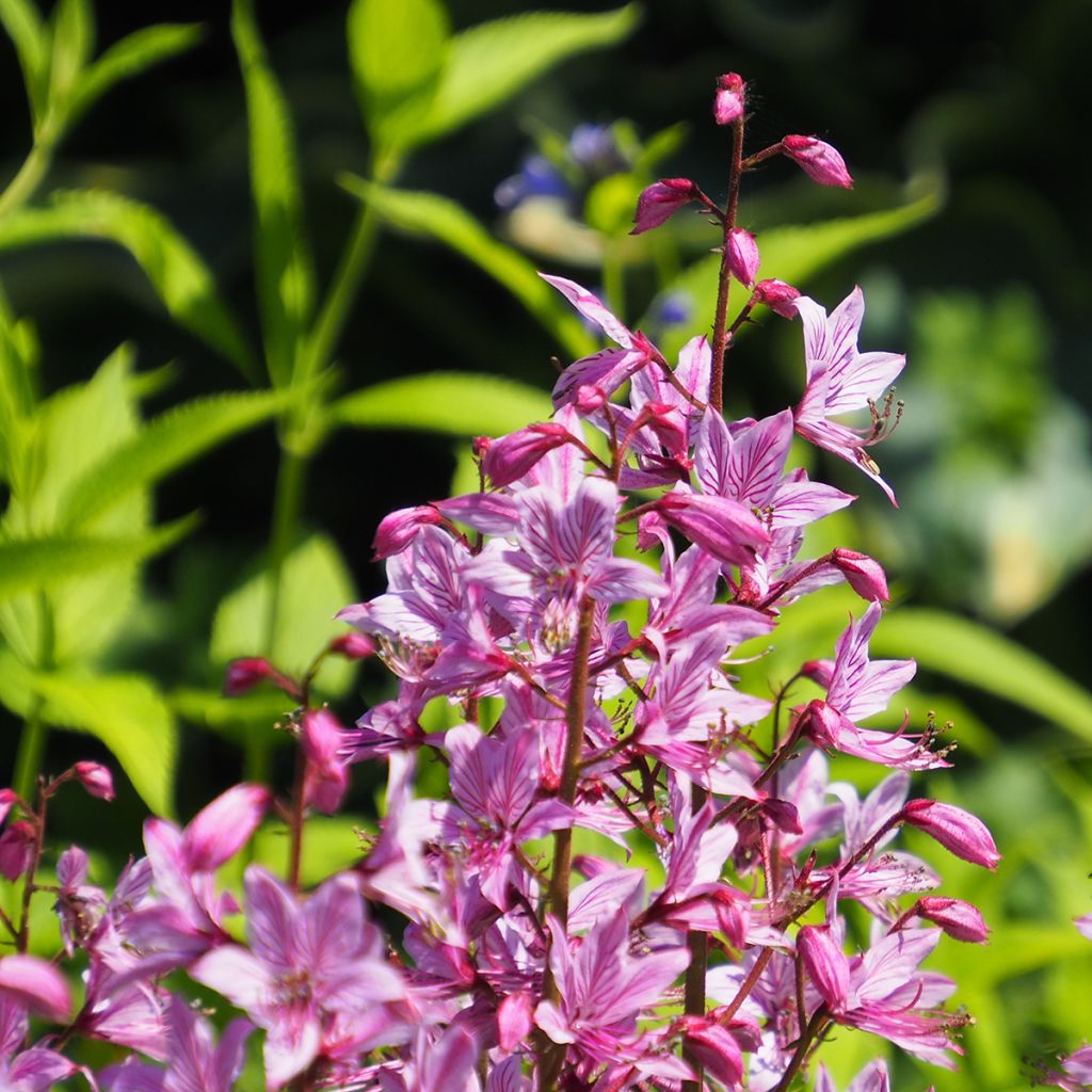 Dictamnus albus var. purpureus