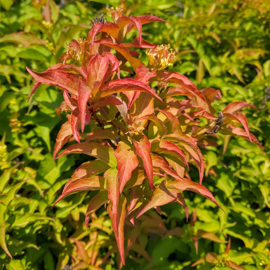 Lamovuohenkuusama Kodiak Orange