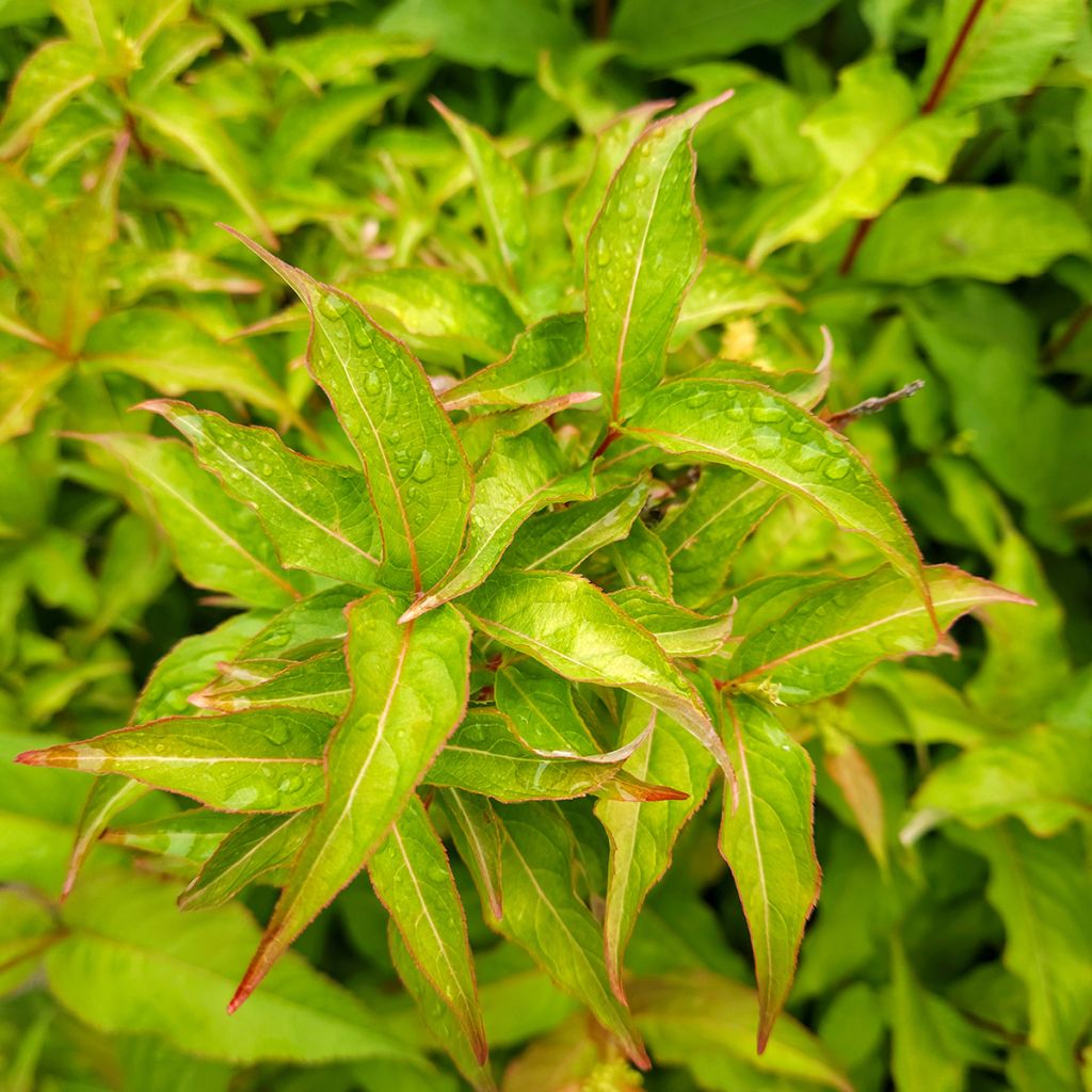 Lamovuohenkuusama Kodiak Orange