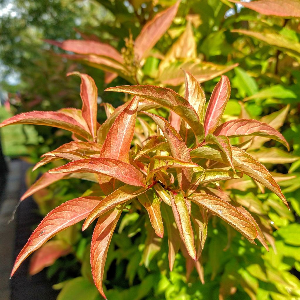 Lamovuohenkuusama Kodiak Orange