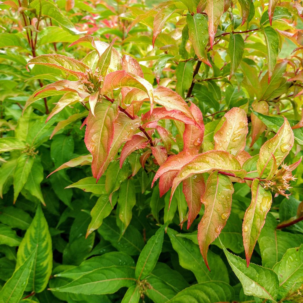 Lamovuohenkuusama Kodiak Orange