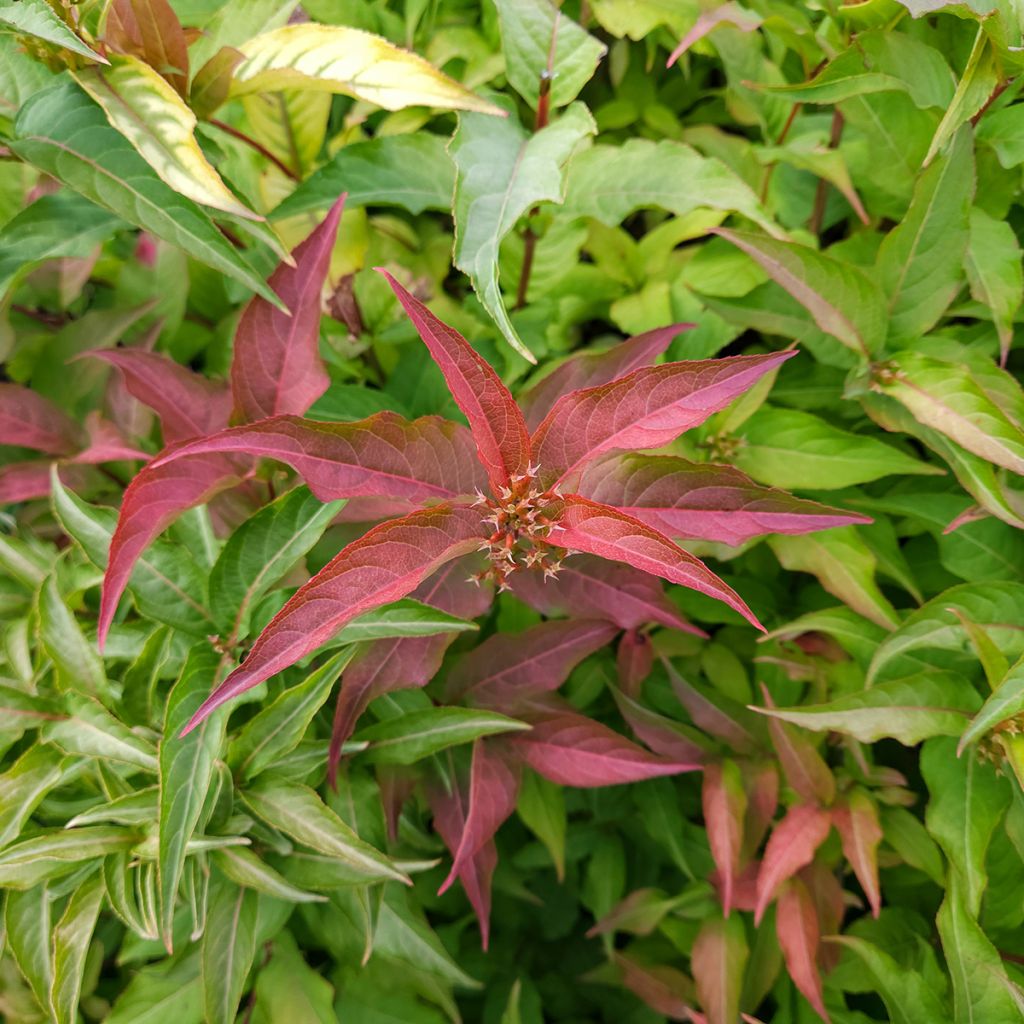 Lamovuohenkuusama Kodiak Red