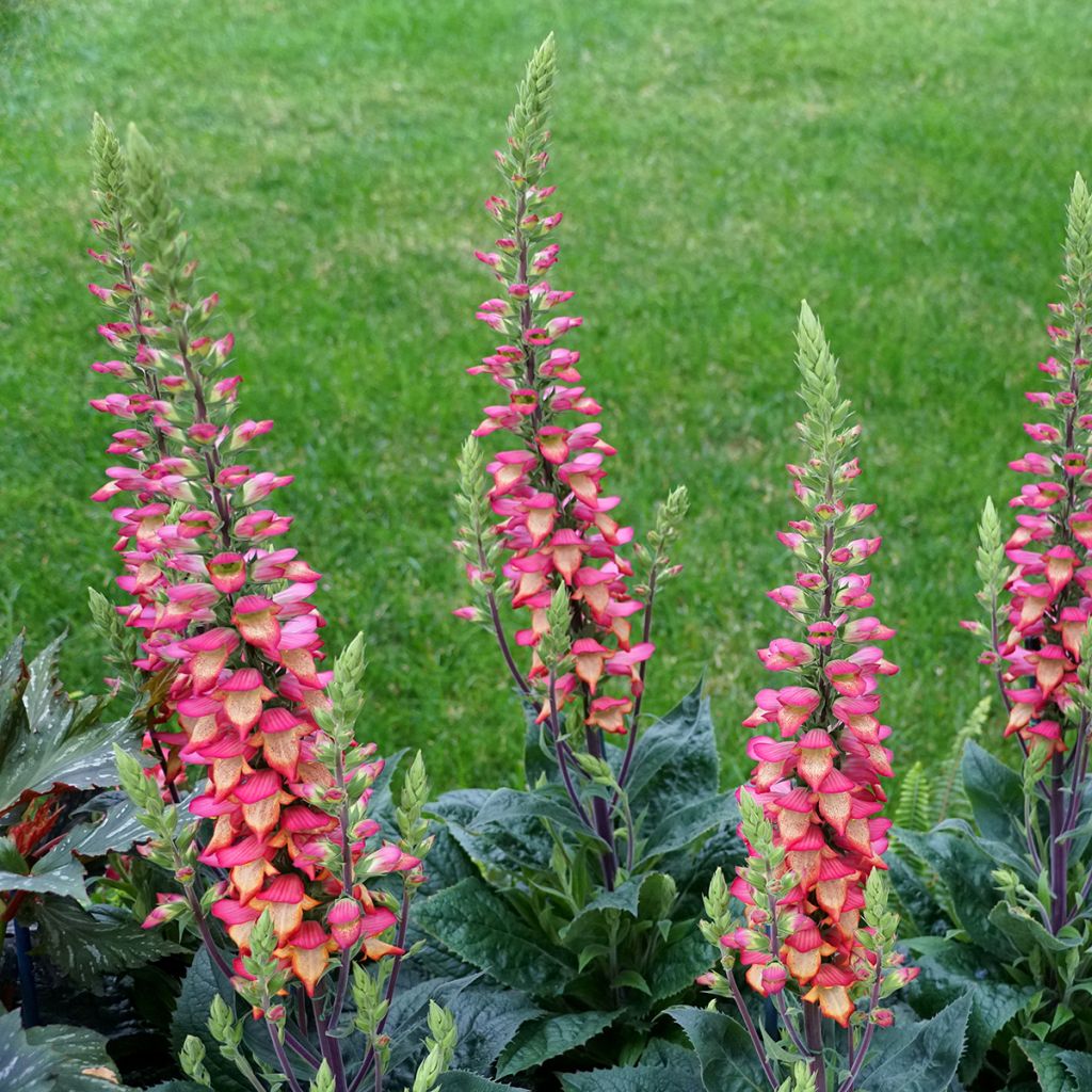 Sormustinkukka Illumination Flame ('Harkstead Flame')