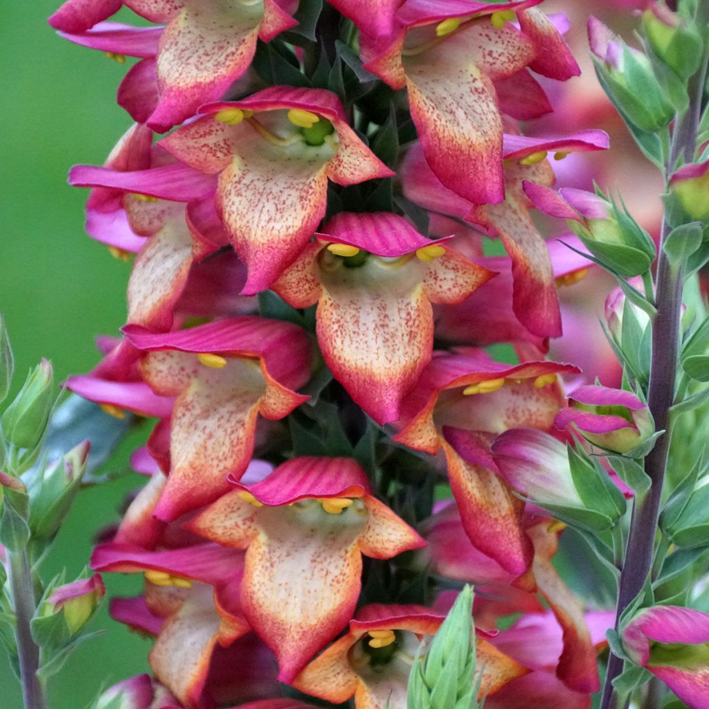 Sormustinkukka Illumination Flame ('Harkstead Flame')