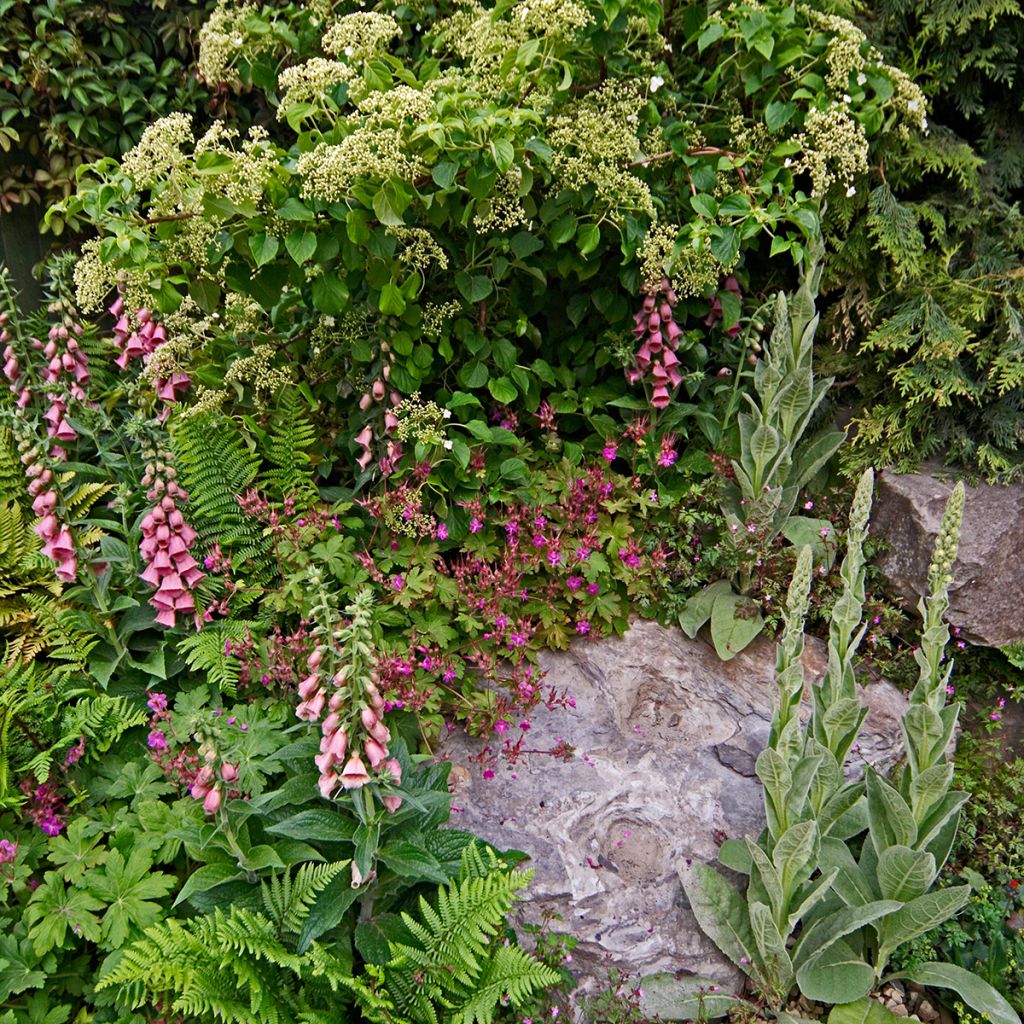 Sormustinkukka - Digitalis x mertonensis