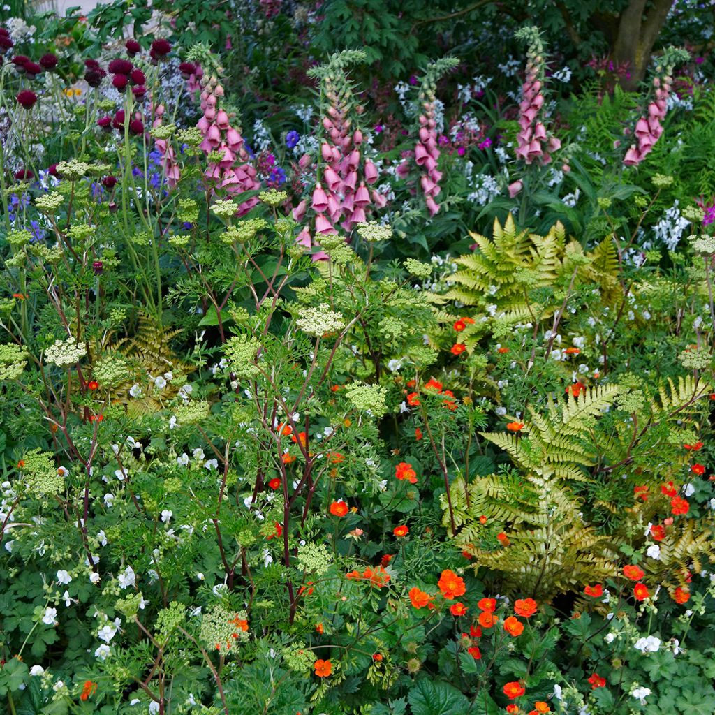 Sormustinkukka - Digitalis x mertonensis