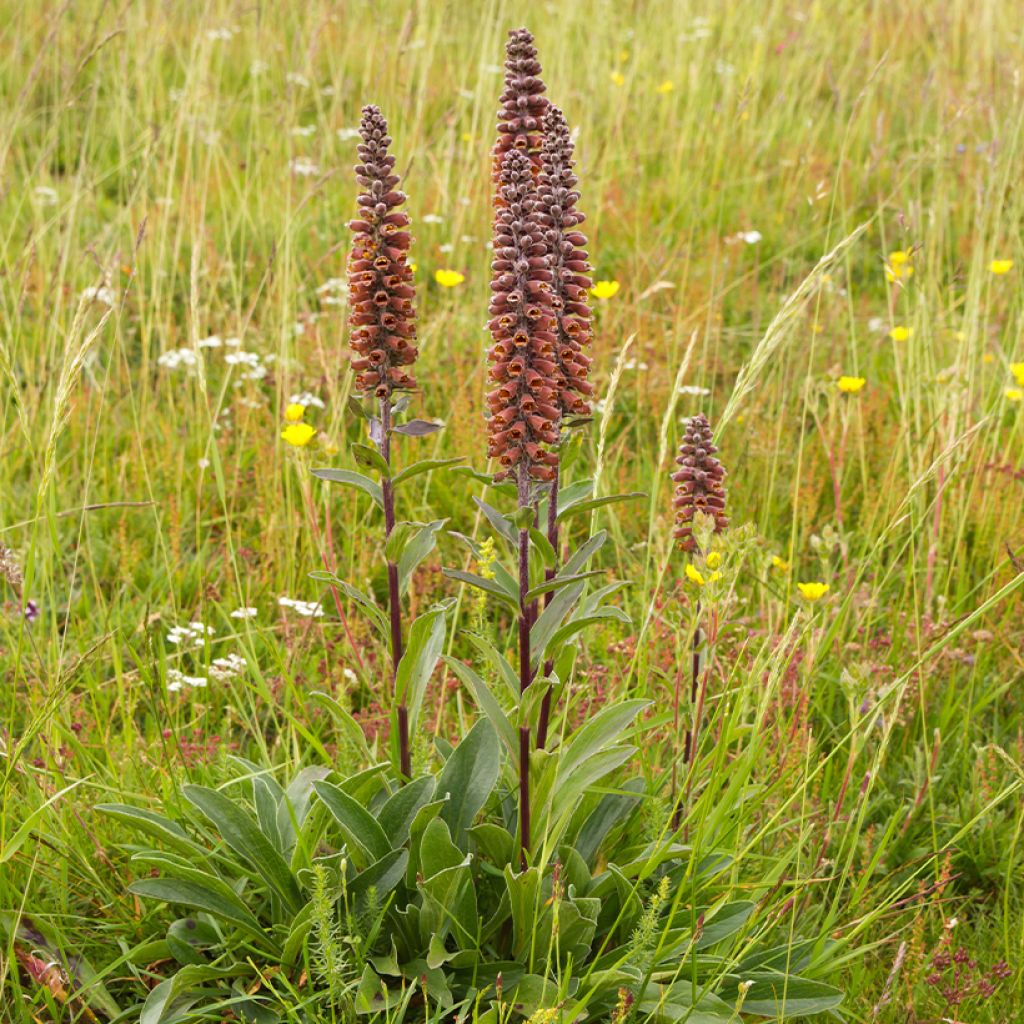 Tähkäsormustinkukka - Digitalis parviflora