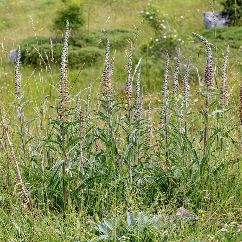 Tähkäsormustinkukka - Digitalis parviflora