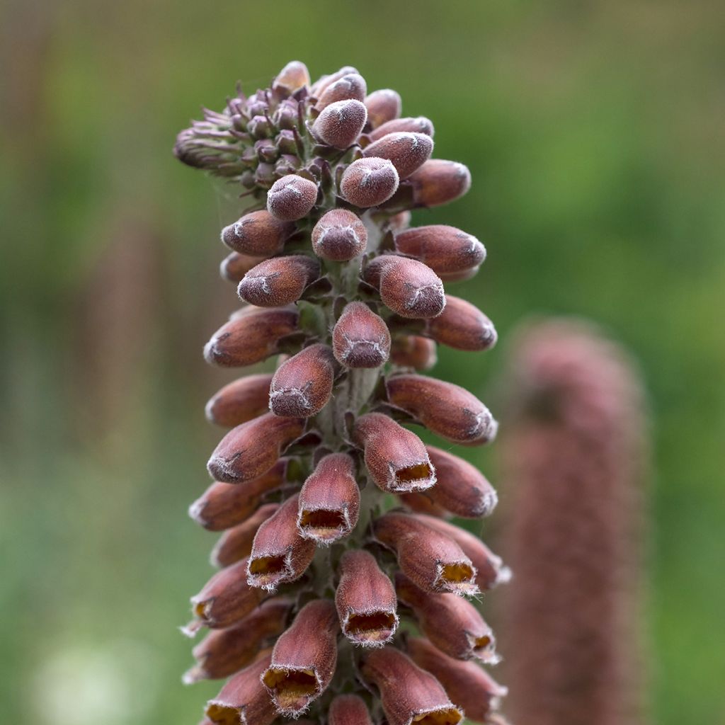 Tähkäsormustinkukka - Digitalis parviflora