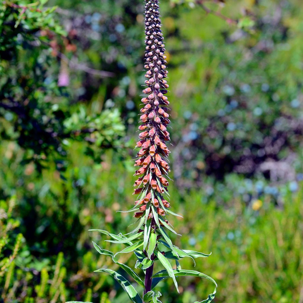 Tähkäsormustinkukka - Digitalis parviflora