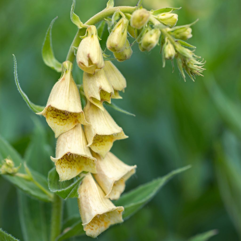 Keltasormustinkukka - Digitalis grandiflora