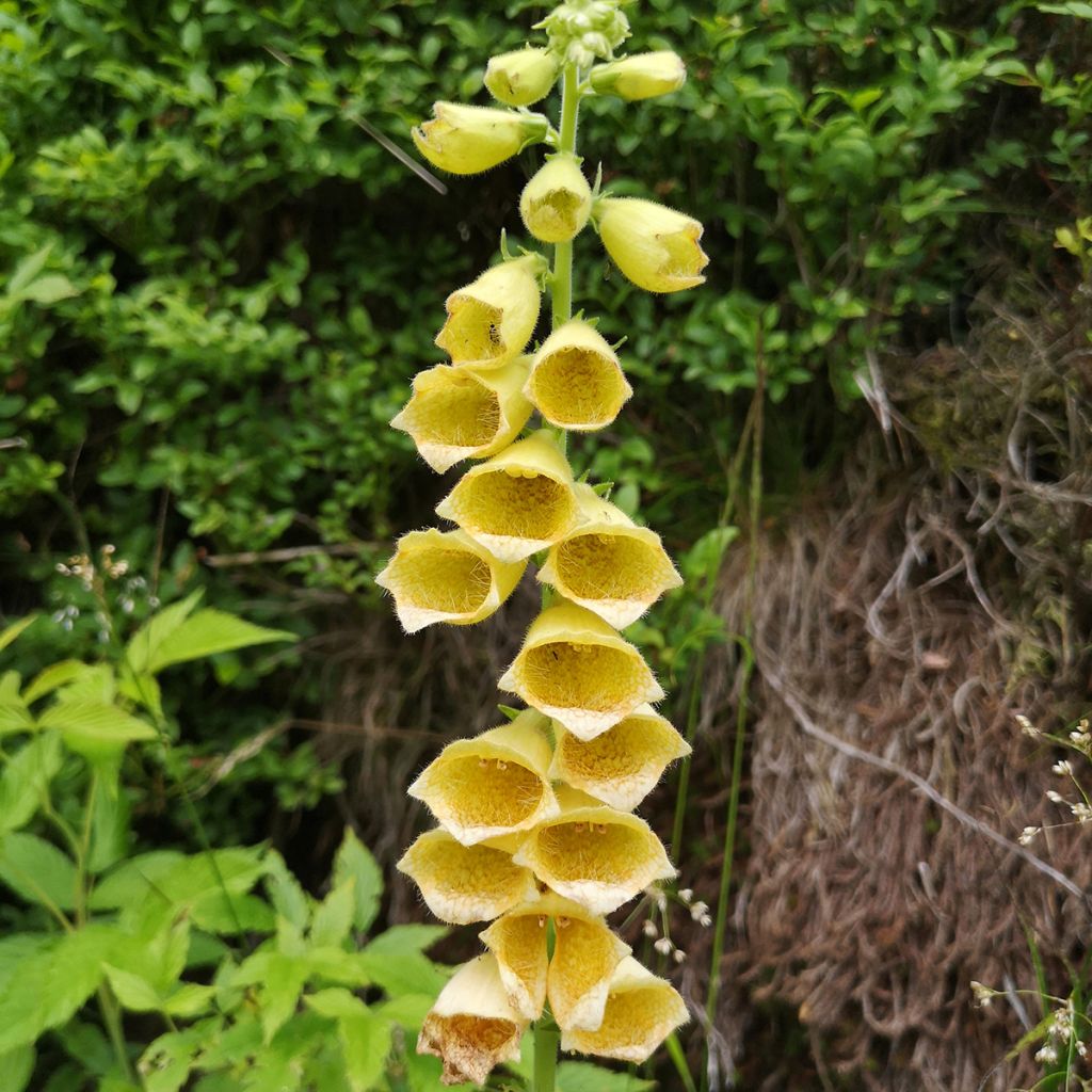 Keltasormustinkukka - Digitalis grandiflora