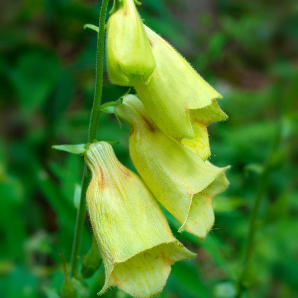 Keltasormustinkukka - Digitalis grandiflora