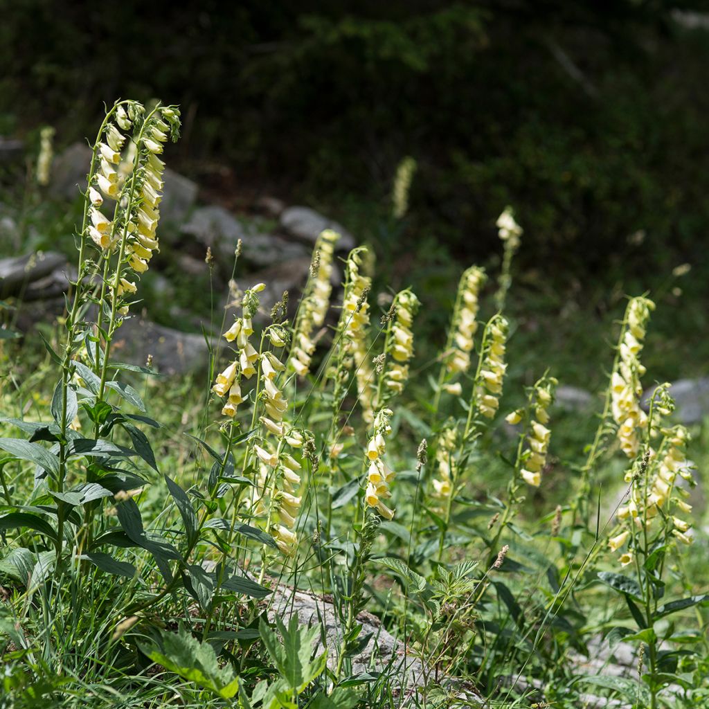 Keltasormustinkukka - Digitalis grandiflora
