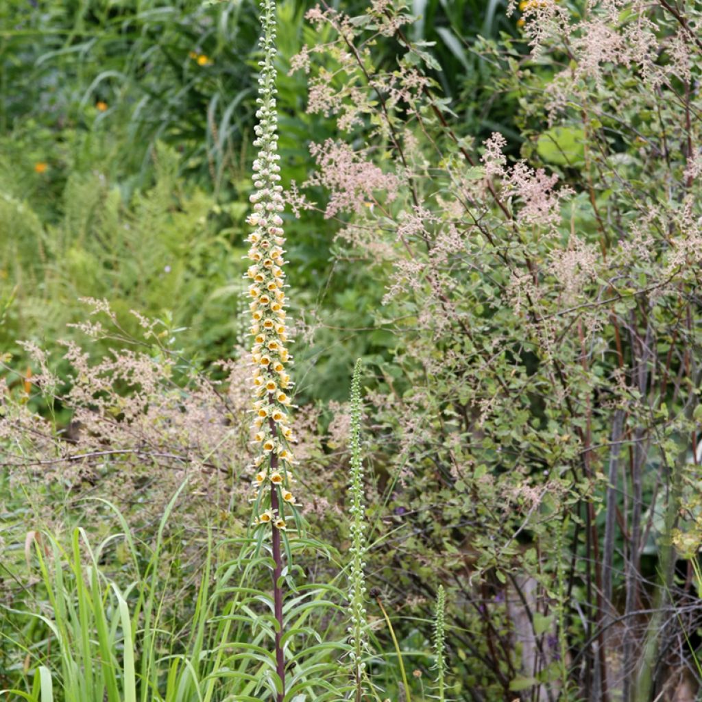 Ruskosormustinkukka Gigantea