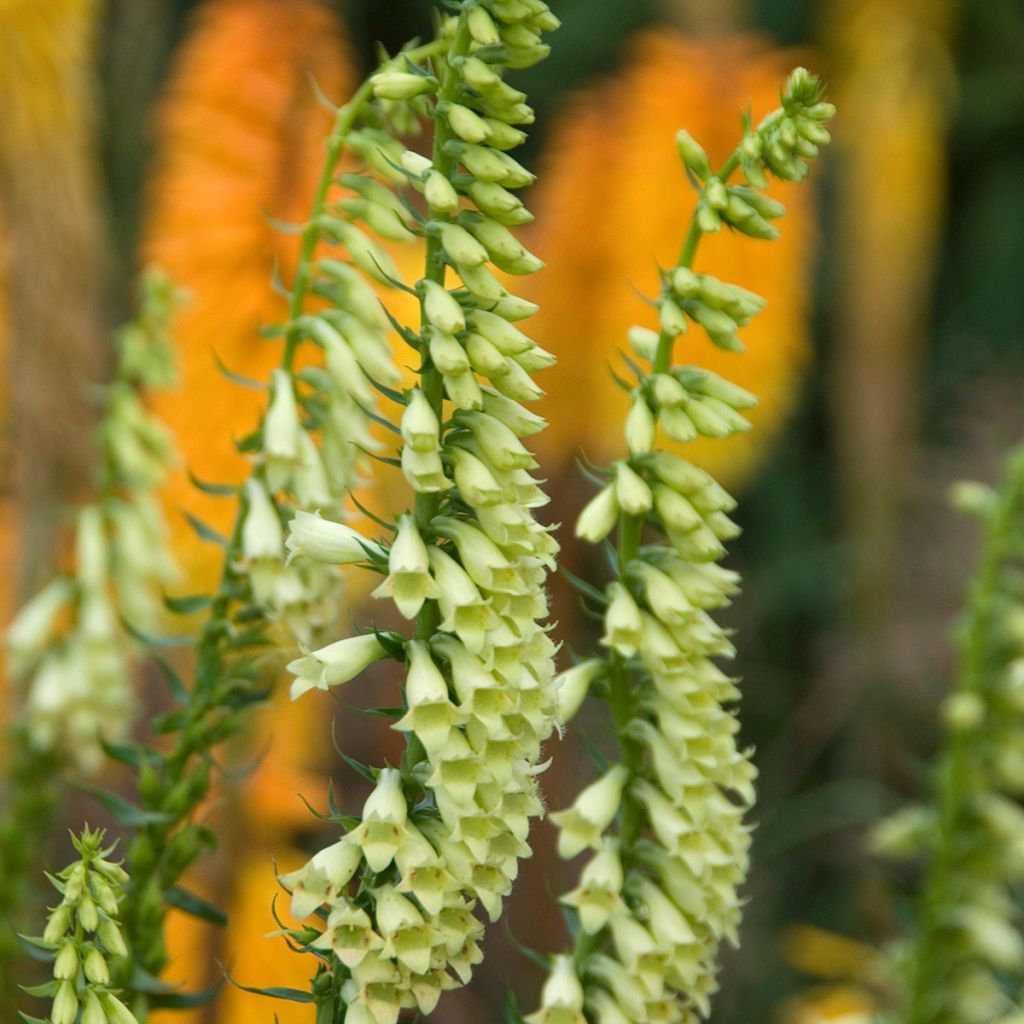 Pikkusormustinkukka - Digitalis lutea