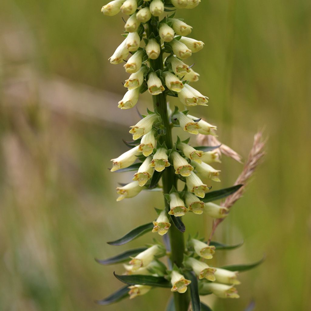 Pikkusormustinkukka - Digitalis lutea