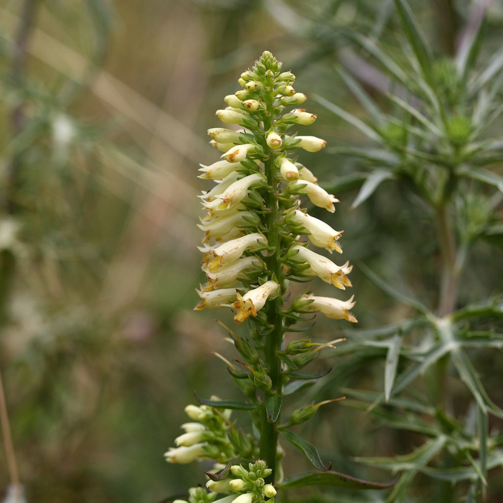Pikkusormustinkukka - Digitalis lutea