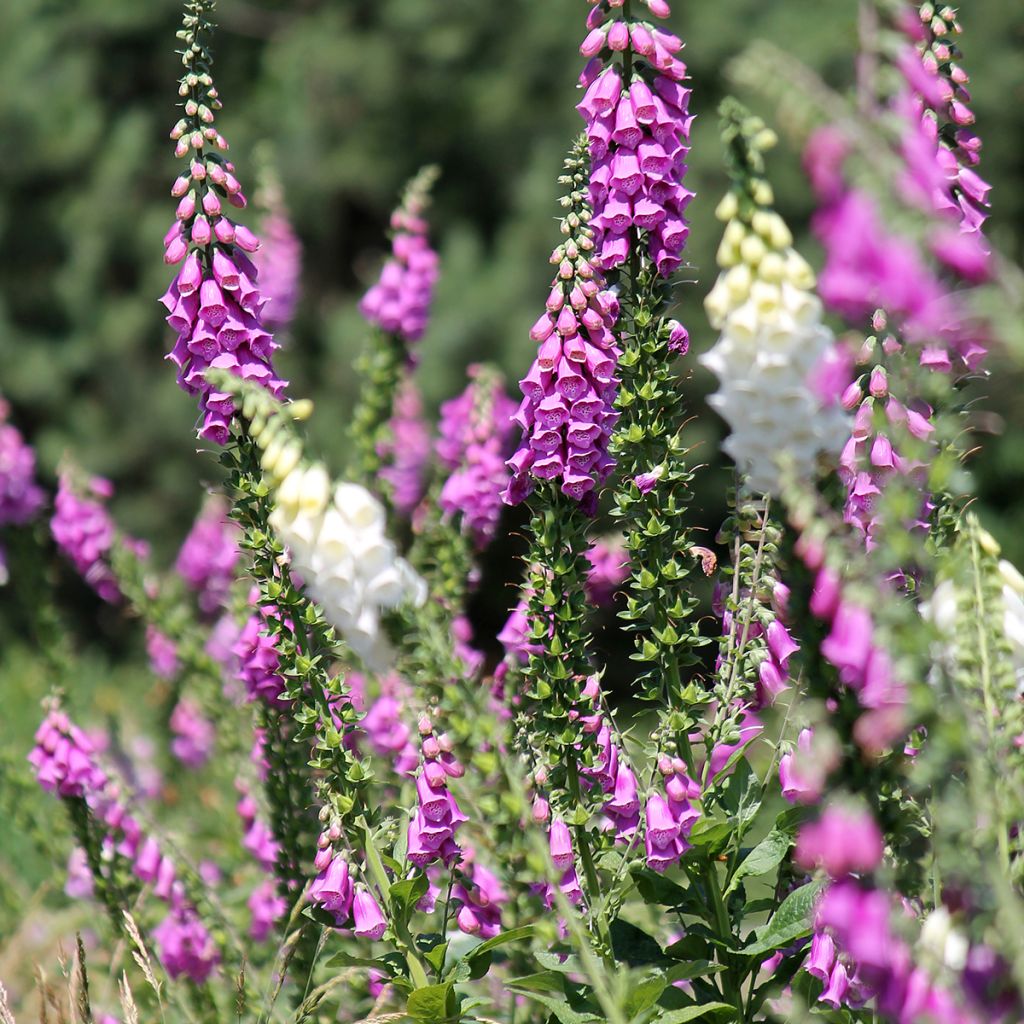 Rohtosormustinkukka - Digitalis purpurea
