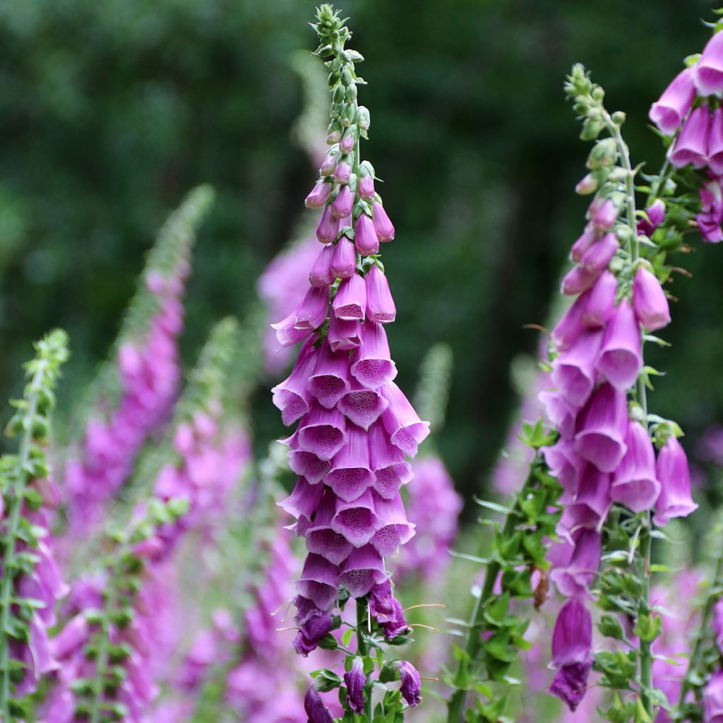 Rohtosormustinkukka - Digitalis purpurea