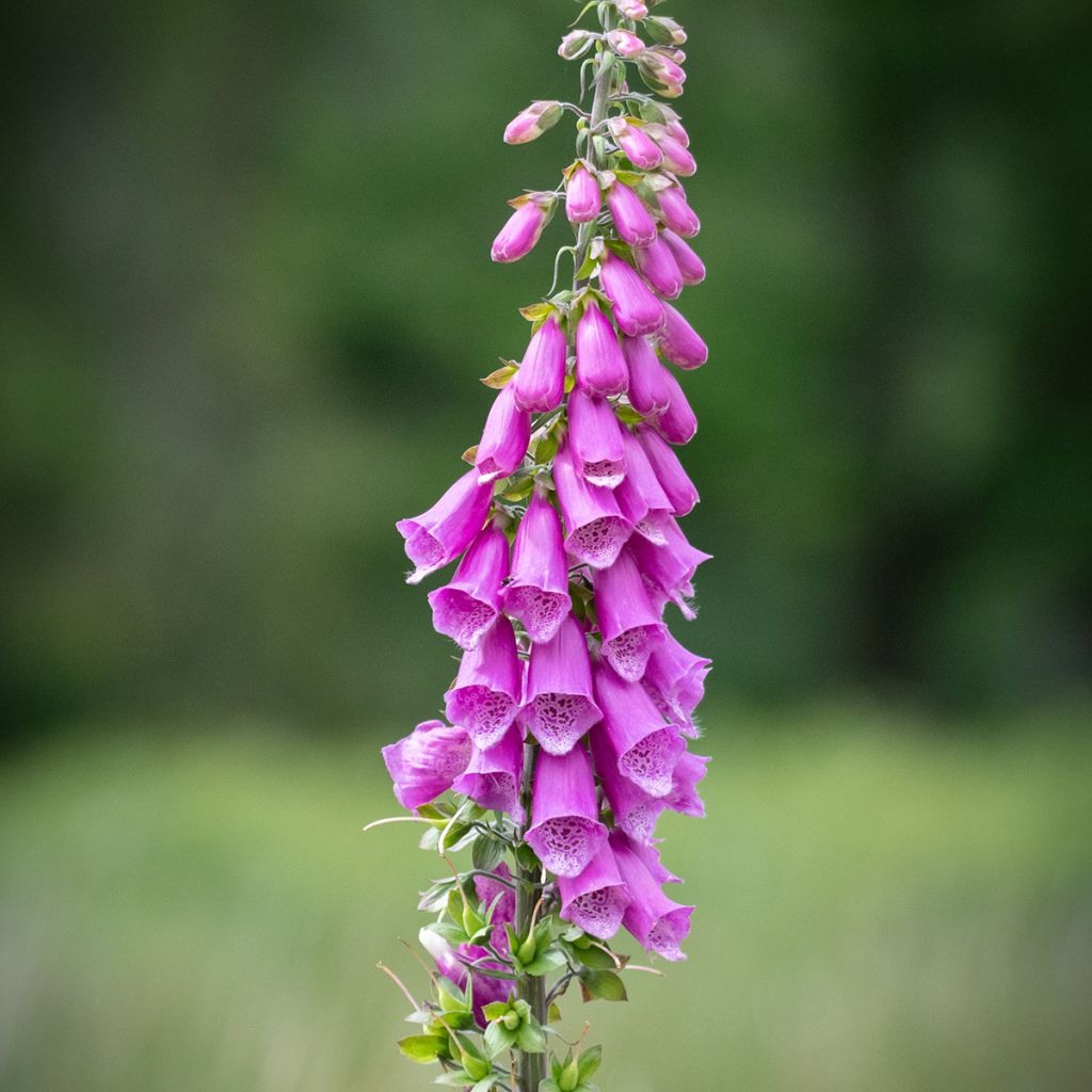 Rohtosormustinkukka - Digitalis purpurea