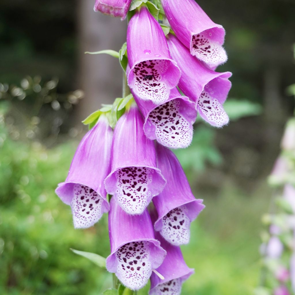 Rohtosormustinkukka - Digitalis purpurea