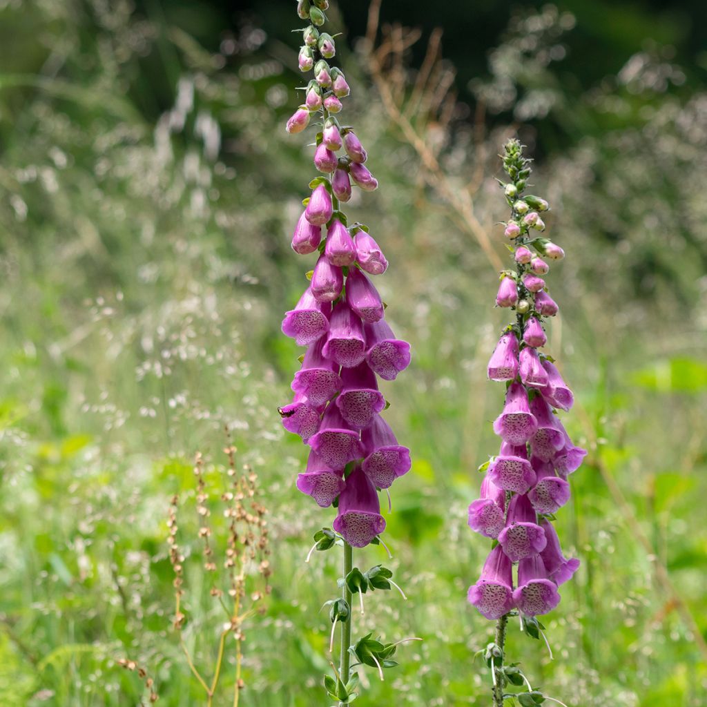 Rohtosormustinkukka - Digitalis purpurea