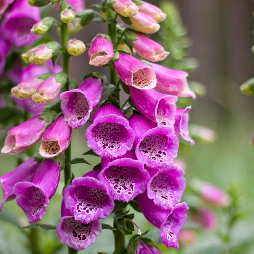 Rohtosormustinkukka - Digitalis purpurea