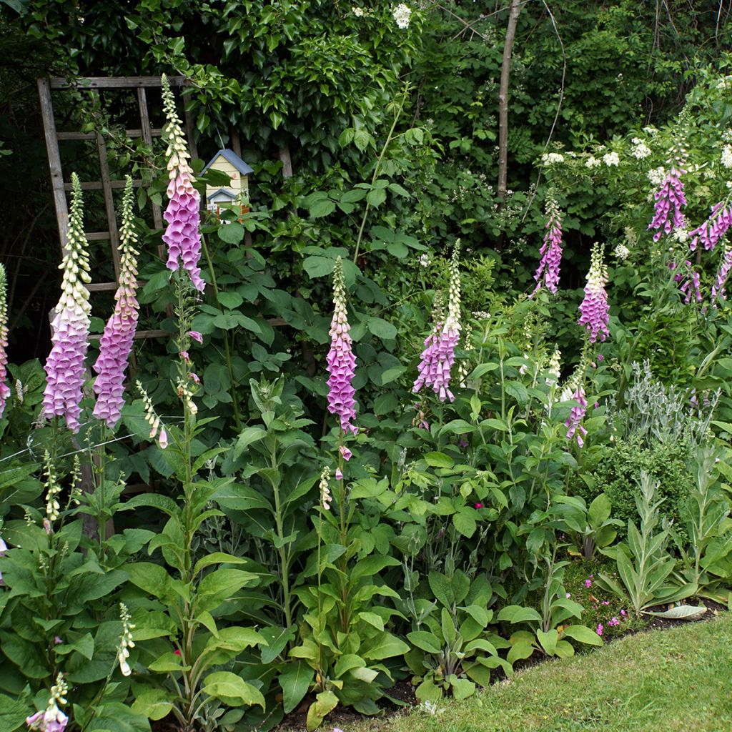 Rohtosormustinkukka - Digitalis purpurea