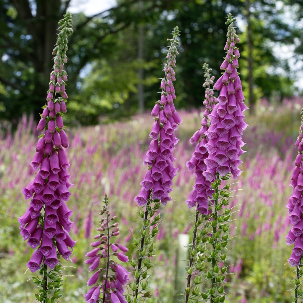 Rohtosormustinkukka - Digitalis purpurea