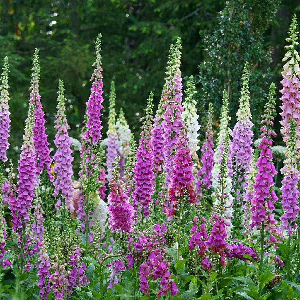 Rohtosormustinkukka - Digitalis purpurea