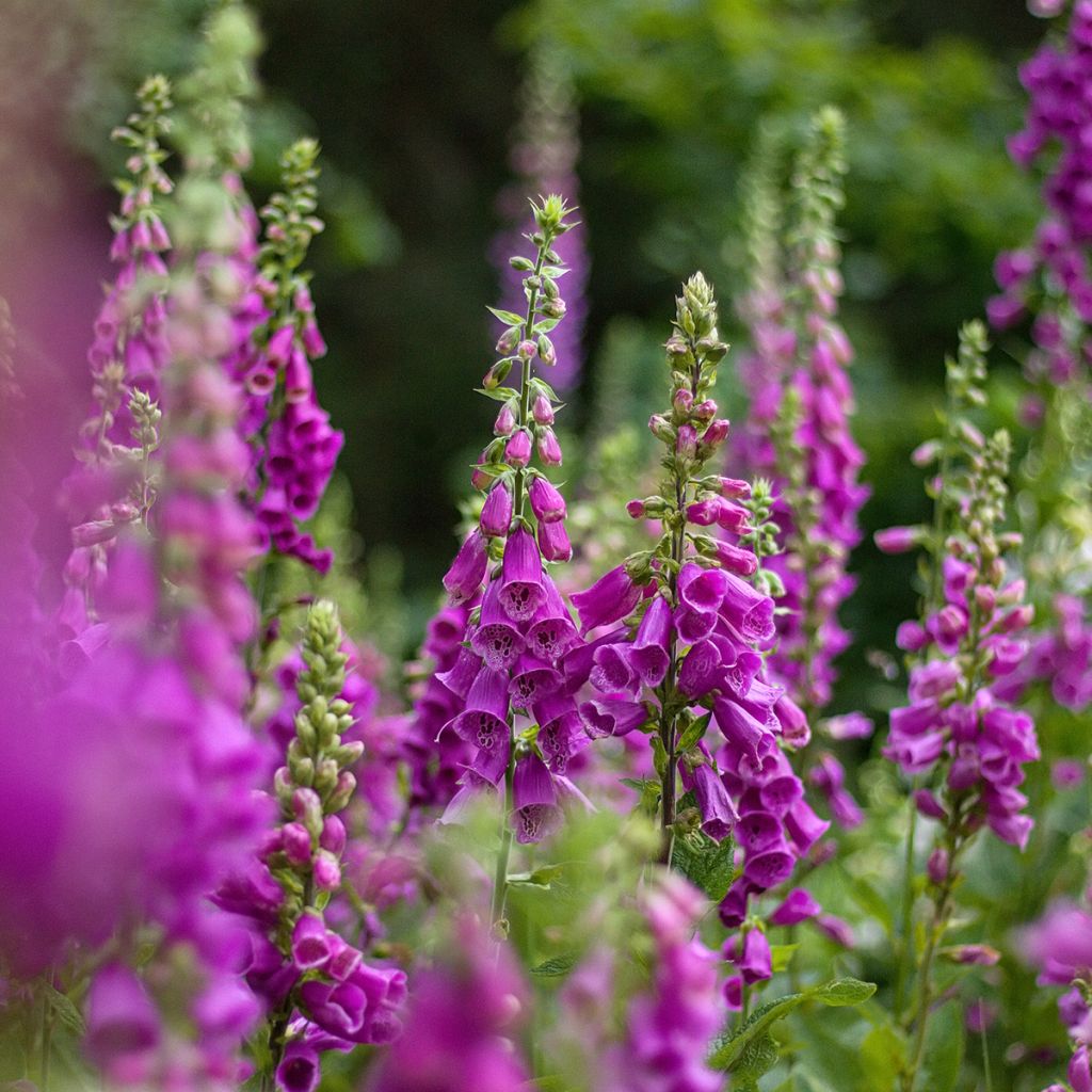 Rohtosormustinkukka - Digitalis purpurea