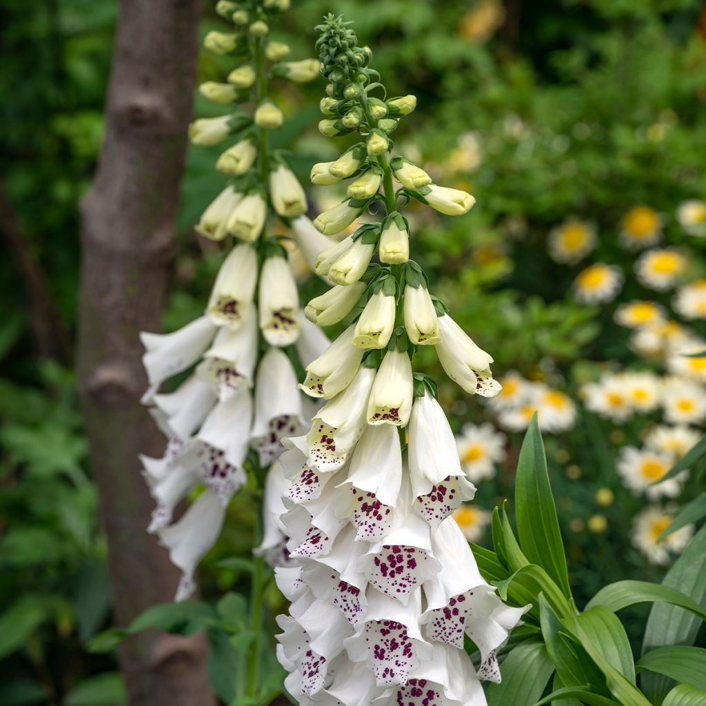 Sormustinkukka Dalmatian White F1 (siemenet)