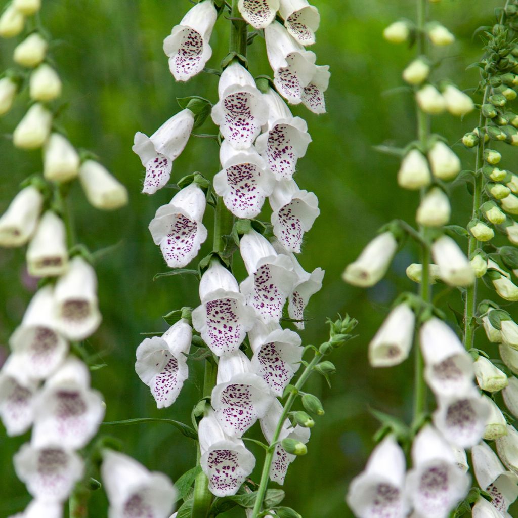 Sormustinkukka Dalmatian White F1 (siemenet)