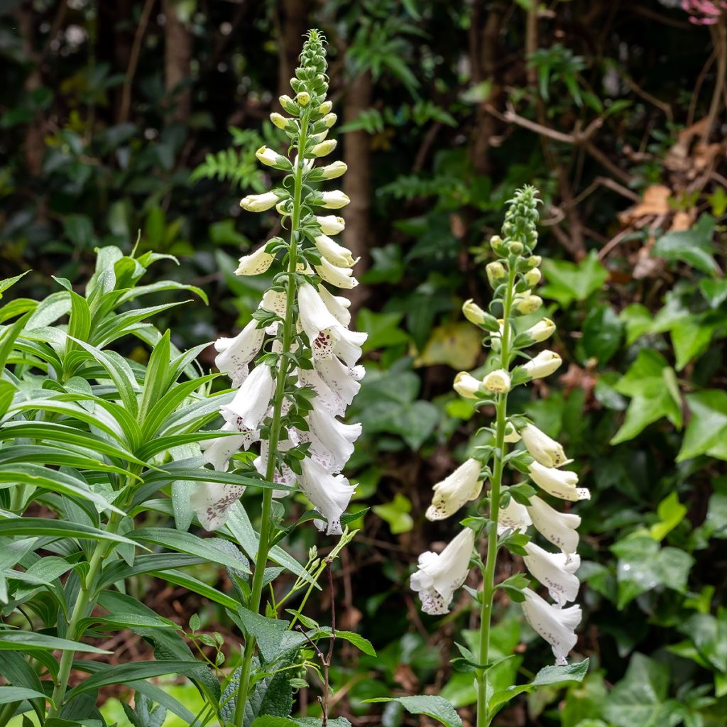 Sormustinkukka Dalmatian White F1 (siemenet)