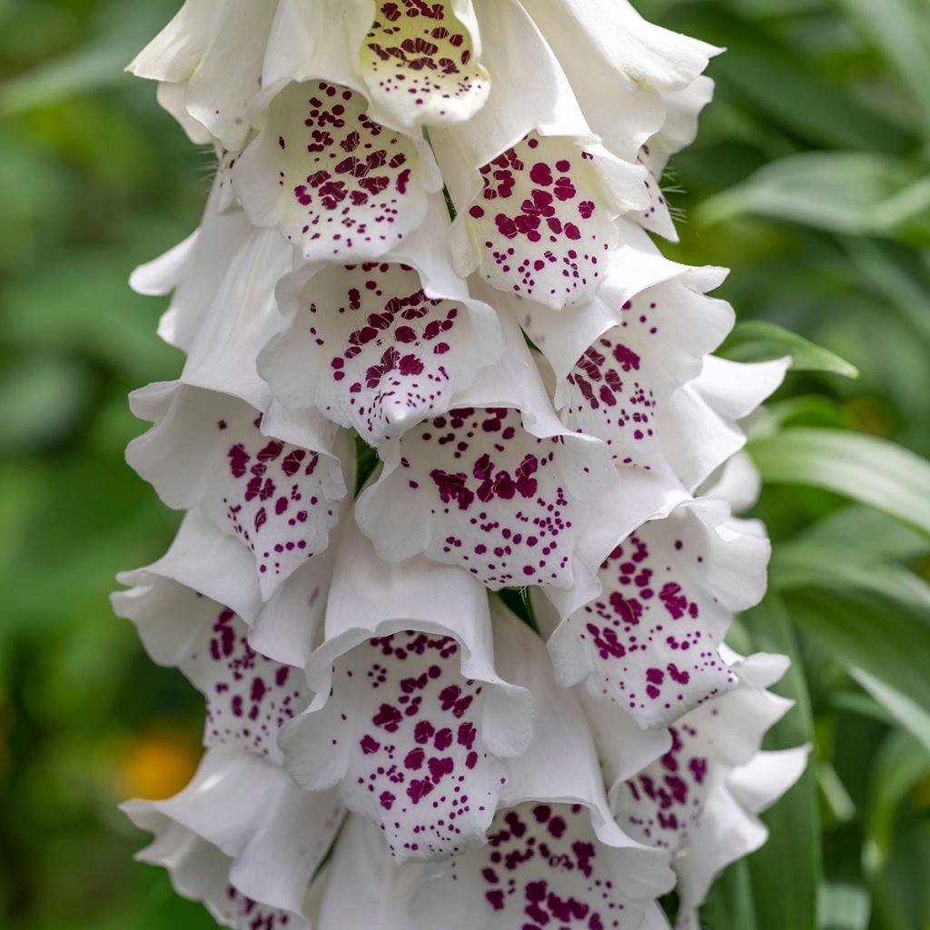 Sormustinkukka Dalmatian White F1 (siemenet)