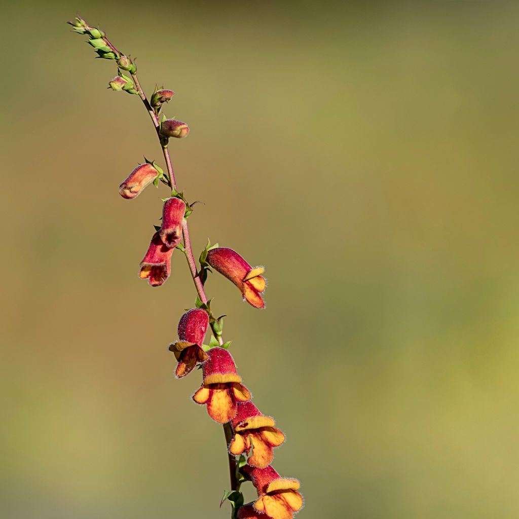 Hämysormustinkukka - Digitalis obscura