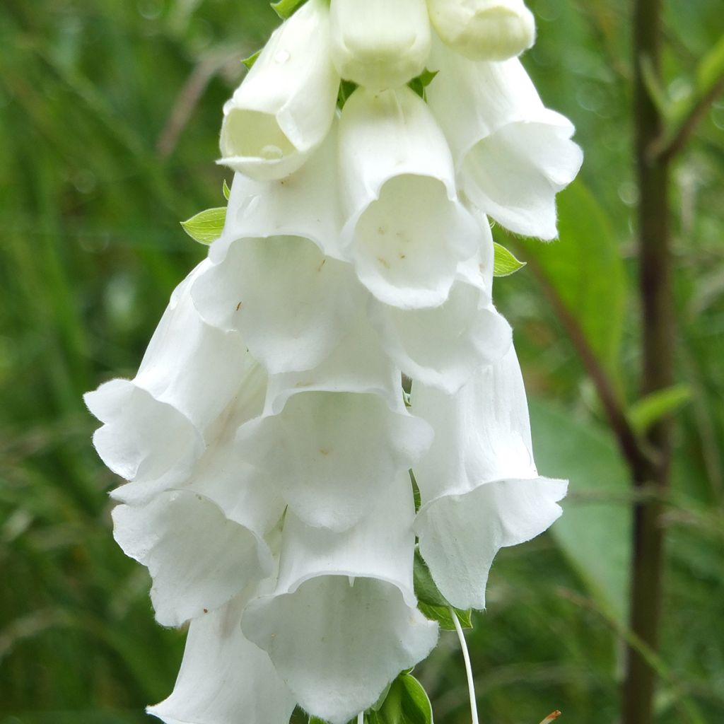 Rohtosormustinkukka Alba