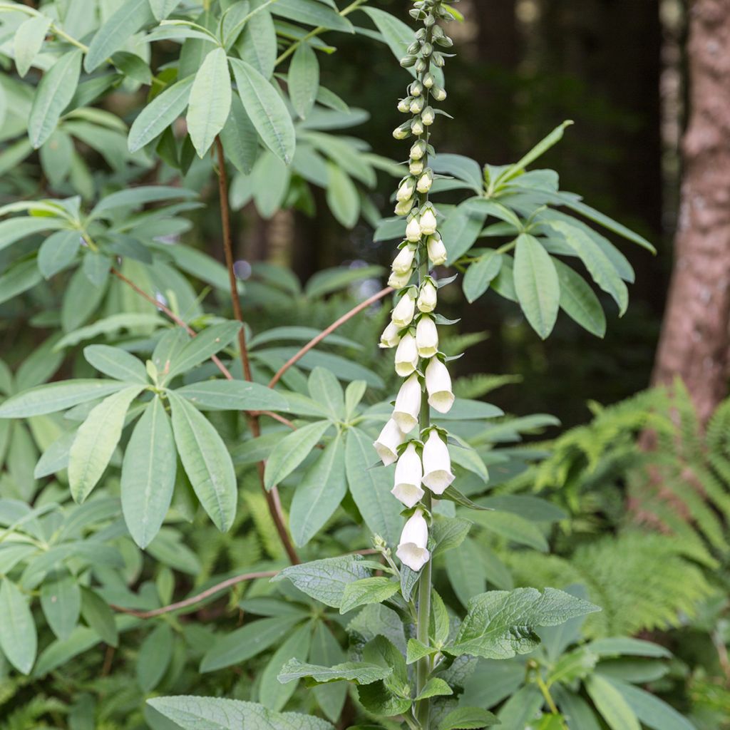Rohtosormustinkukka Alba