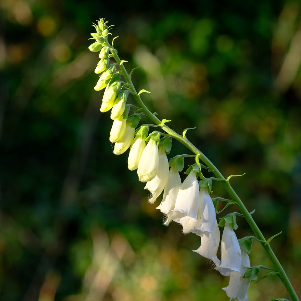 Rohtosormustinkukka Alba